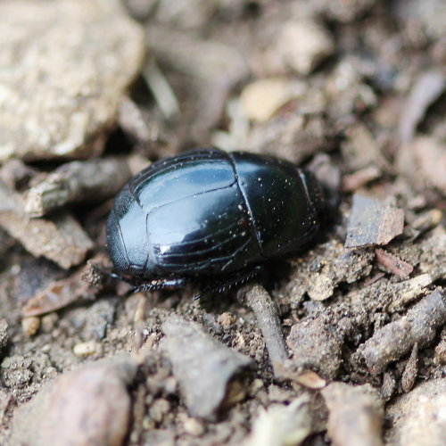 Atholus scutellaris · iNaturalist