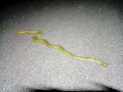 Diamond Python sighting