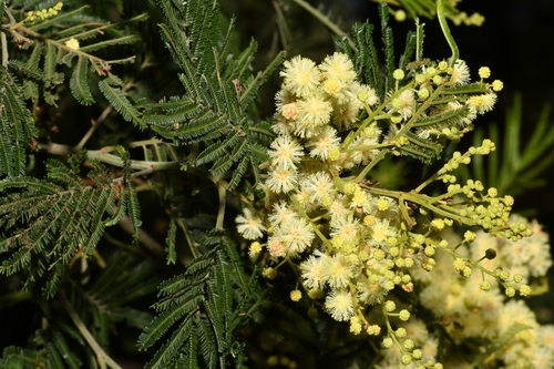 black wattle