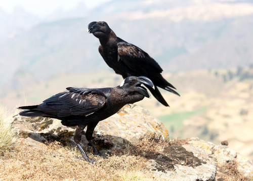 Thick-billed Raven