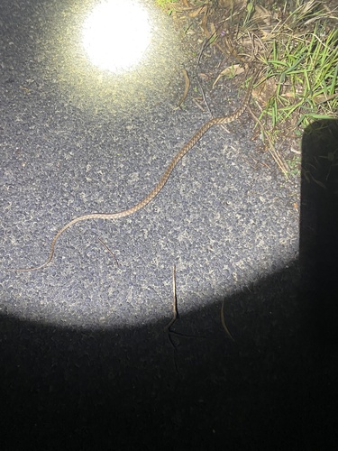 Brown Tree Snake sighting