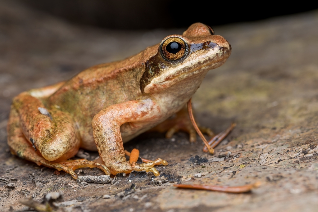 Pyrenean frog