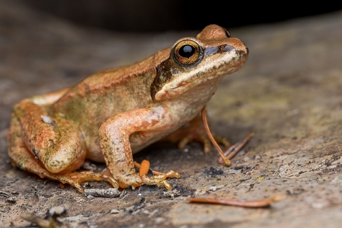 Pyrenean Frog