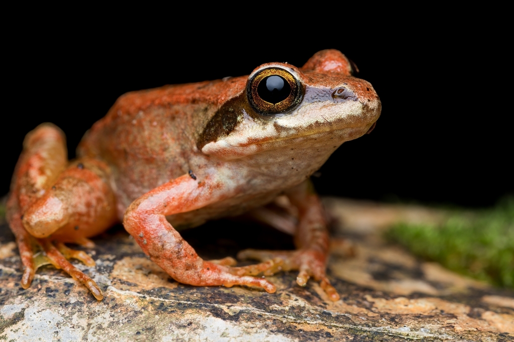 Class Amphibia Rana