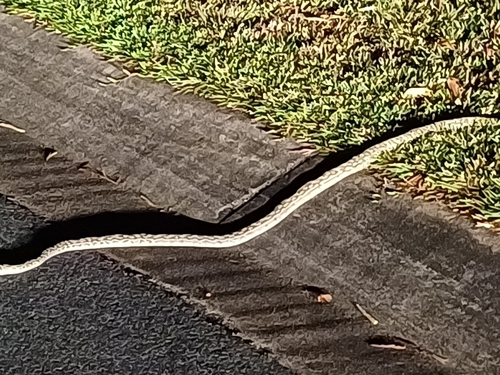Australian Scrub Python sighting