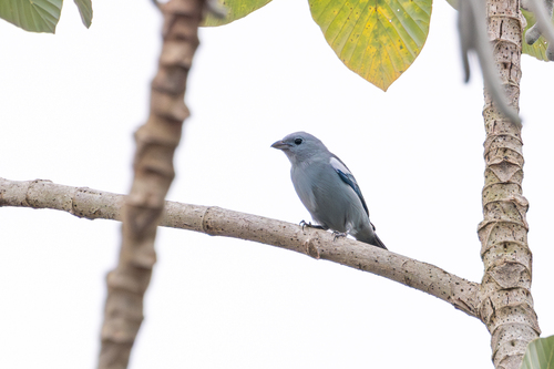 Blue-gray Tanager