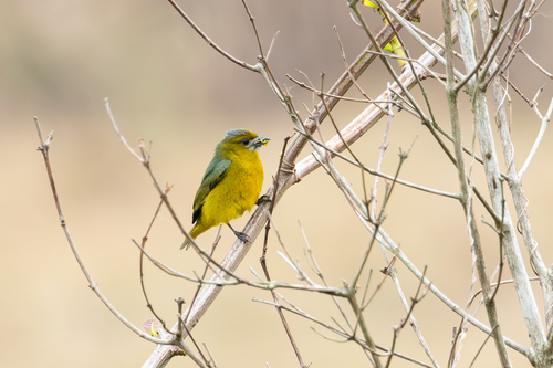 Golden-bellied Euphonia