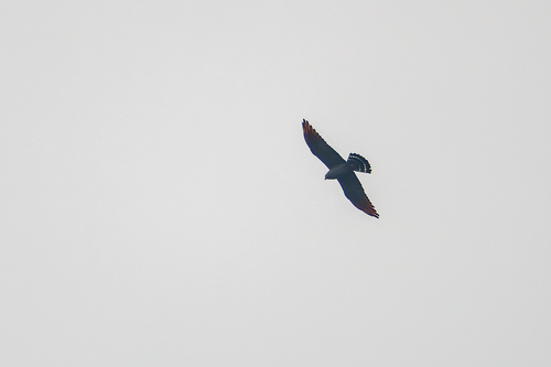Plumbeous Kite