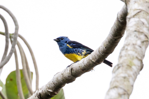 Turquoise Tanager