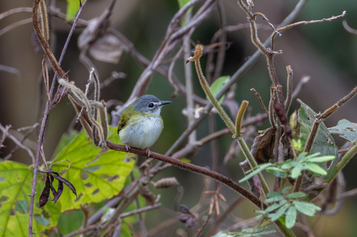 Short-tailed Pygmy-Tyrant