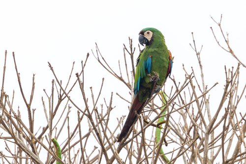 Chestnut-fronted Macaw