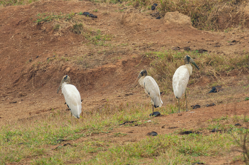 Wood Stork