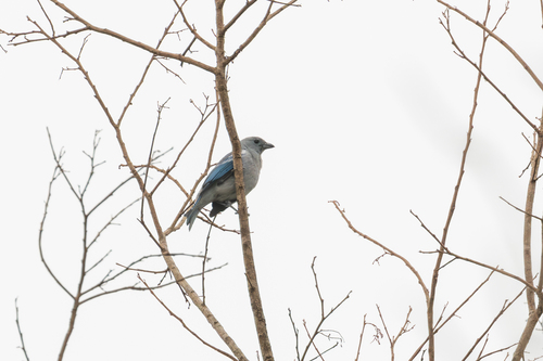Blue-gray Tanager