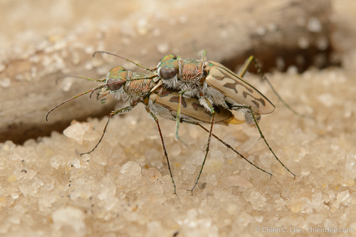 Habrodera owas · iNaturalist Mexico