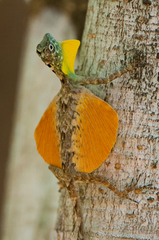 Sulawesi Lined Gliding Lizard
