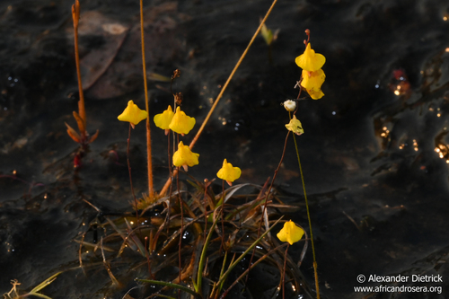 Utricularia troupinii