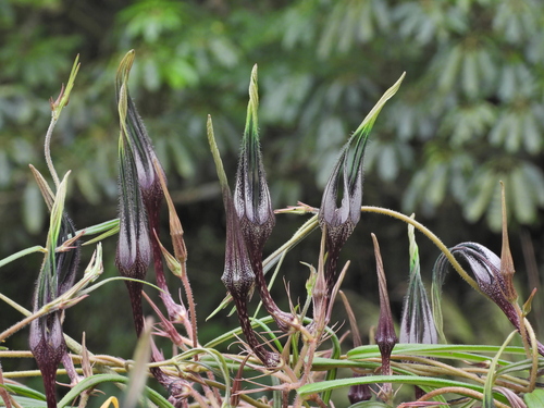 Ceropegia beddomei