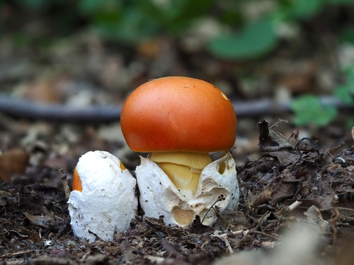 Amanita caesarea