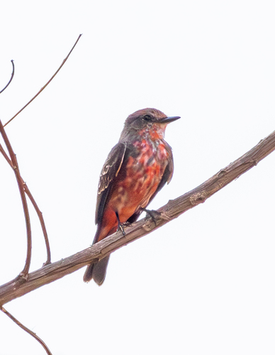 Vermilion Flycatcher