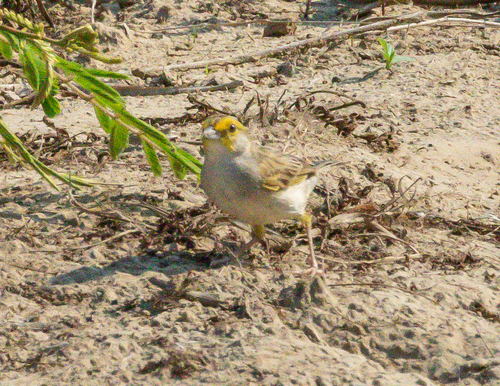 Yellow-browed Sparrow