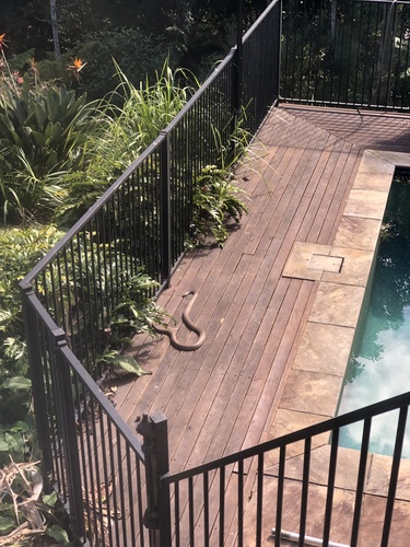 Eastern Brown Snake sighting