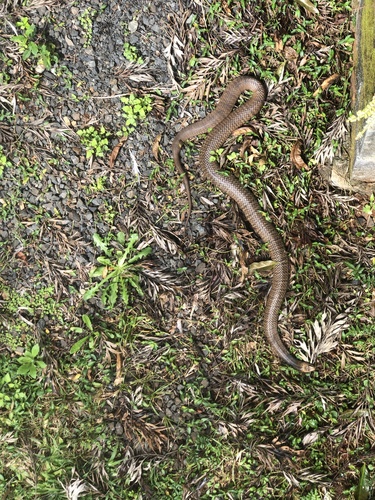 Eastern Brown Snake sighting
