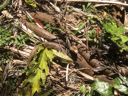 Eastern Brown Snake sighting