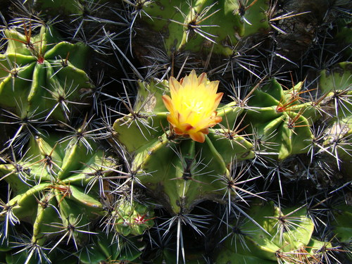 Ferocactus robustus