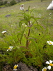 Stevia ephemera - Photo (c) Marcela Martínez López, all rights reserved, uploaded by Marcela Martínez López