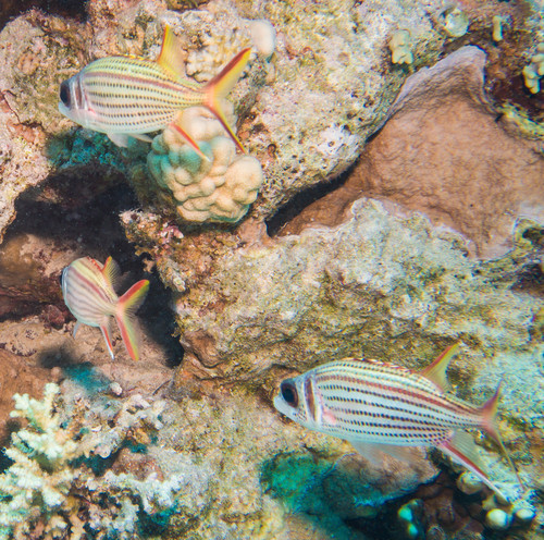 Spotfin Squirrelfish — seen at this dive site