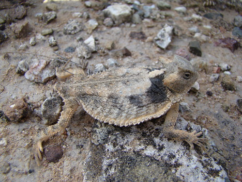 Short-tail Horned Lizard