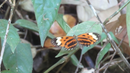 Melinaea mnasias