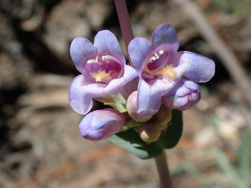 Photo of Penstemon pachyphyllus A.Gray ex Rydb.