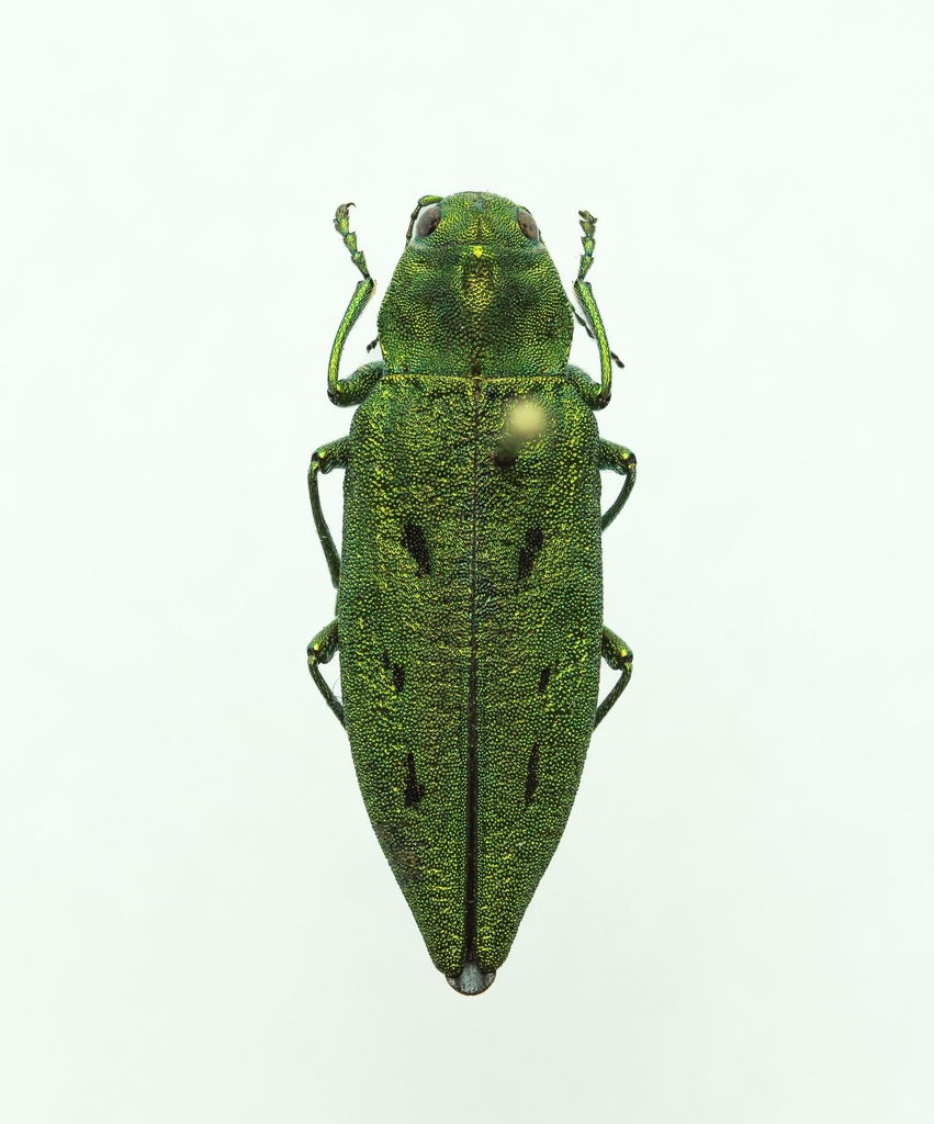 Flatheaded Fir Borer