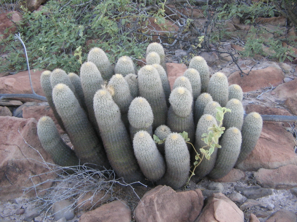 Echinocereus grandis  iNaturalist