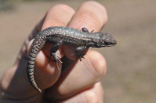 Dull Cursorial Spiny Lizard