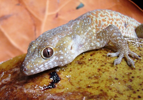 Saint George Island Gecko