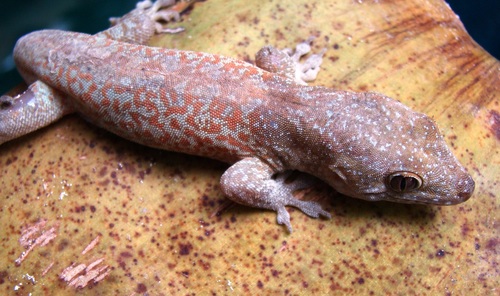 Saint George Island Gecko