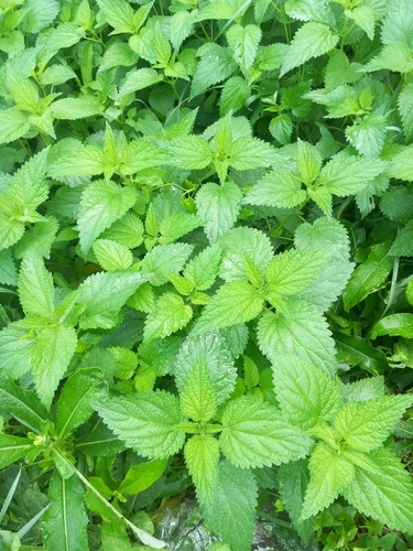 great stinging nettle