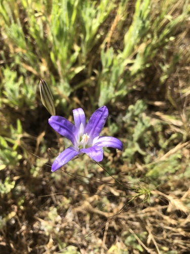 iNaturalist observation photo of harvest brodiaea