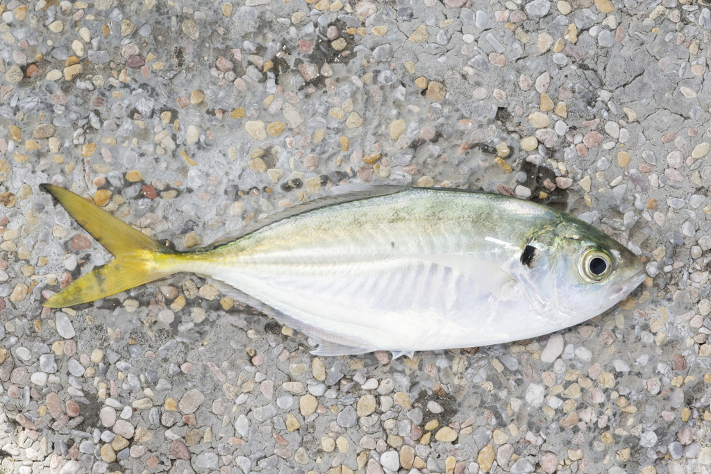 Shrimp scad (Alepes djedaba) · iNaturalist