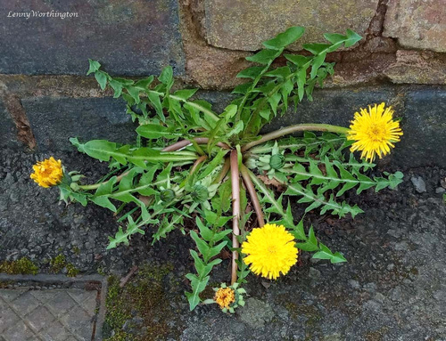 Pruinose-bracted Dandelion