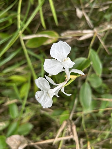 Donax canniformis (G.Forst.) K.Schum.