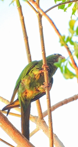 White-eyed Parakeet