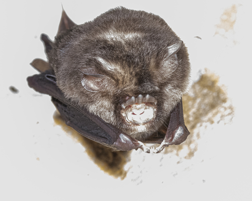 Stoliczka's Trident Bat
