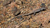 Gray Checkered Whiptail - Photo (c) Wolfgang Wüster, all rights reserved, uploaded by Wolfgang Wüster