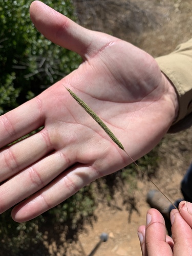 iNaturalist observation photo of nit grass