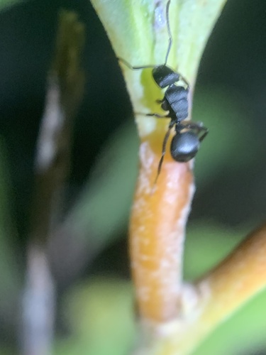 Polyrhachis io