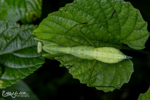 Alalomantis coxalis