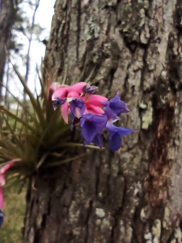 Tillandsia aeranthos